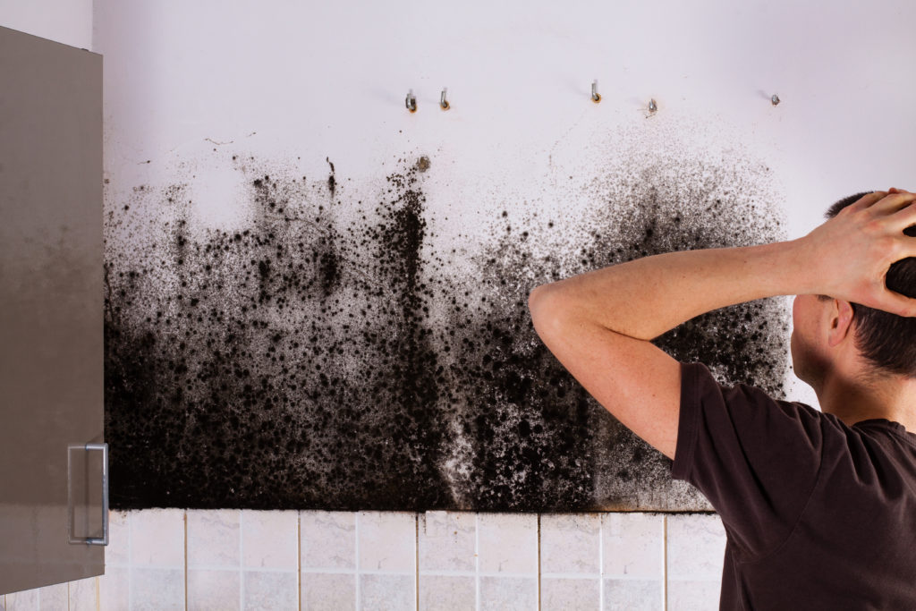 Mold cleaning